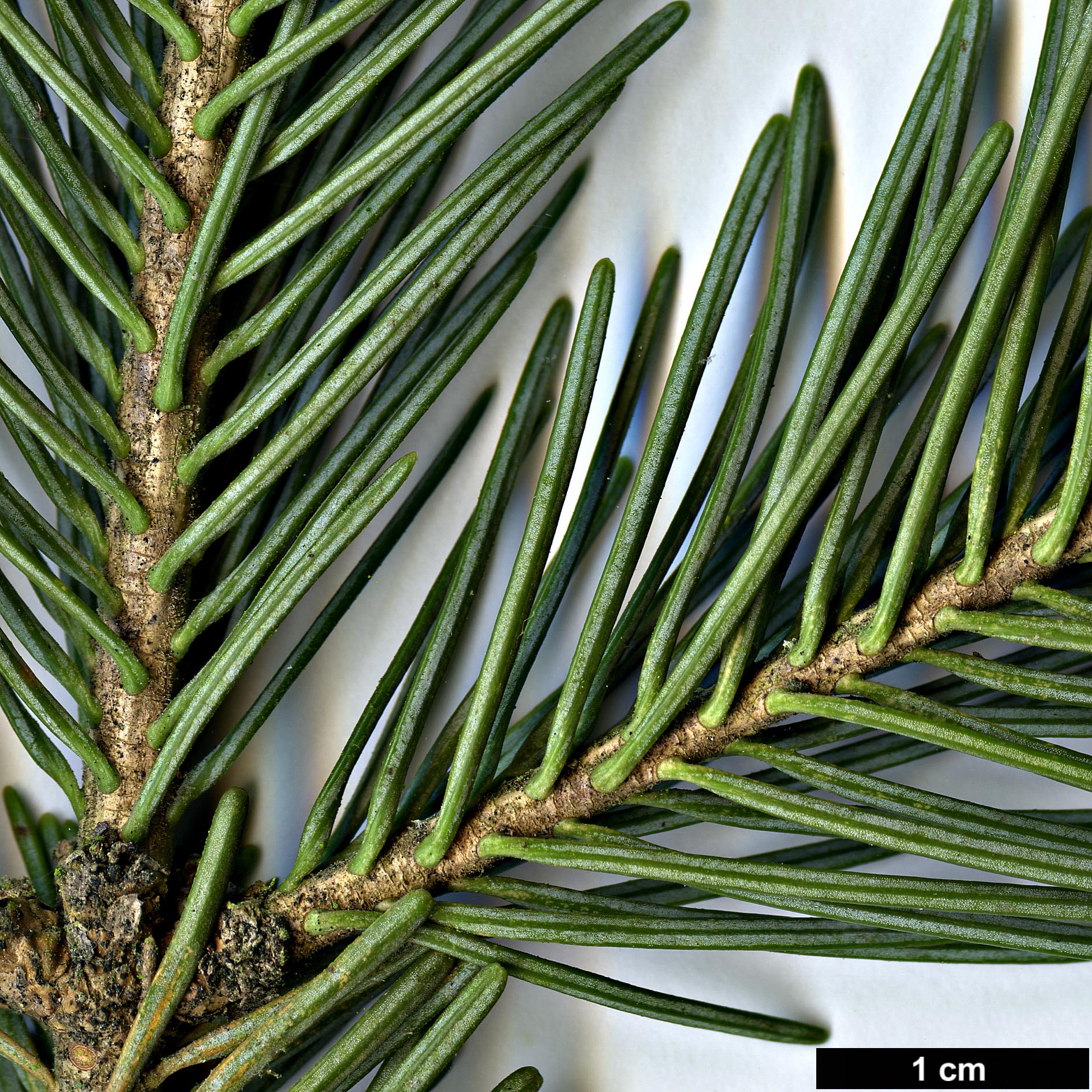 High resolution image: Family: Pinaceae - Genus: Abies - Taxon: lasiocarpa - SpeciesSub: var. arizonica